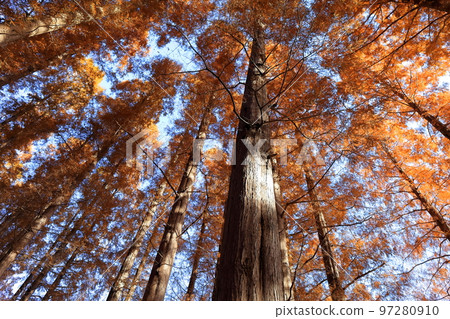 Metasequoia with autumn leaves (Mizumoto Park) 97280910