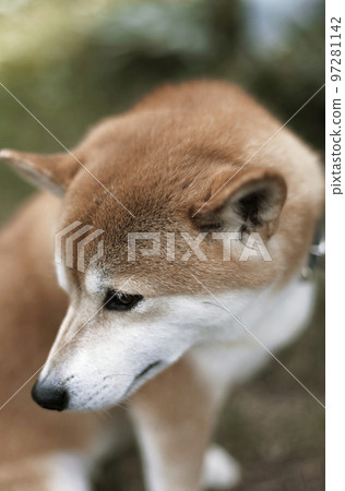 美麗的Shiba Inu 97281142