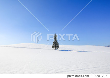 【北海道美瑛町】藍天、雪原和聖誕樹 【北海道美瑛町】藍天、雪原和聖誕樹 97281293