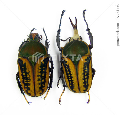 Yellow green beetles isolated on white. Megalorhina harrisi male female macro close up, collection beetles, cetoniidae, coleoptera Yellow green beetles isolated on white. Megalorhina harrisi male female macro close up, collection beetles, cetoniidae, coleoptera 97281750