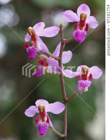 Phalaenopsis pulcherrima(西方蘭花祖先) Phalaenopsis pulcherrima(西方蘭花祖先) 97281754