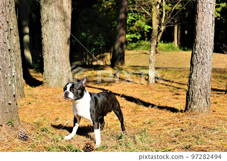 2022 日本最幸福的小鎮 Mighty-kun,一隻可愛的波士頓梗犬,在鳩山鄉村公園附近的松林中眺望里山♡ 2022 日本最幸福的小鎮 Mighty-kun,一隻可愛的波士頓梗犬,在鳩山鄉村公園附近的松林中眺望里山♡ 97282494