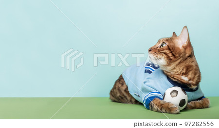 A red cat lies with a ball on a blue-green background. A red cat lies with a ball on a blue-green background. 97282556