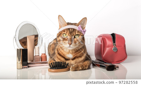 Adorable bengal cat with make-up cosmetics and a mirror Adorable bengal cat with make-up cosmetics and a mirror 97282558