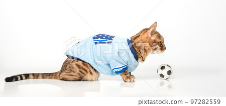 Bengal cat on a white background plays with a soccer ball. Waiting for the World Cup Bengal cat on a white background plays with a soccer ball. Waiting for the World Cup 97282559