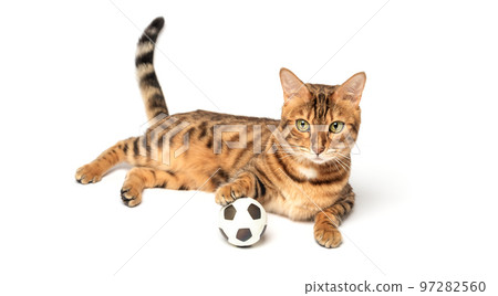 Bengal cat plays with a toy soccer ball isolated on a white background. Cat toys. 97282560