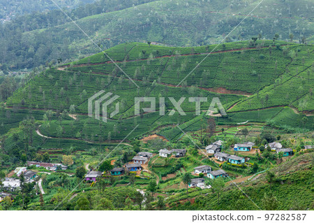 Sri Lanka Tea Plantation. Green Fields. Haputale, Sri Lanka. 97282587