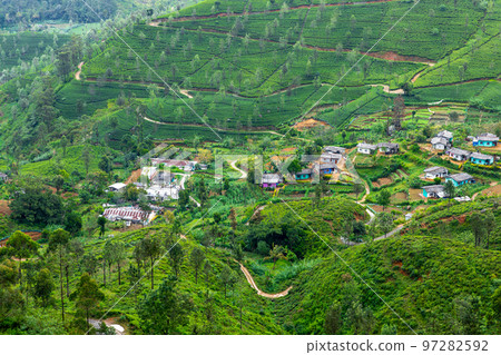 Sri Lanka Tea Plantation. Green Fields. Haputale, Sri Lanka. 97282592