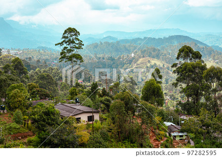 Sri Lanka Tea Plantation. Green Fields. Haputale, Sri Lanka. 97282595