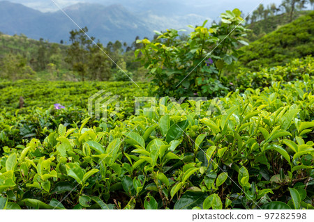 Sri Lanka Tea Plantation. Green Fields. Haputale, Sri Lanka. 97282598