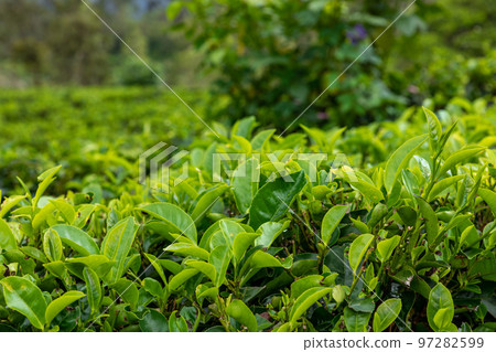 Sri Lanka Tea Plantation. Green Fields. Haputale, Sri Lanka. 97282599