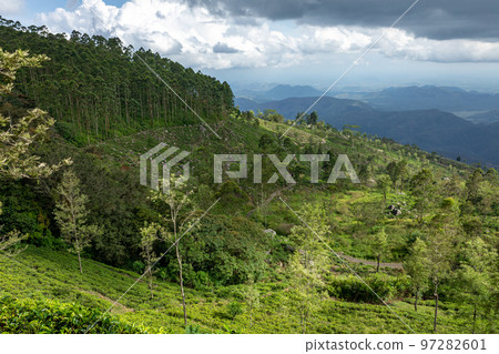Sri Lanka Tea Plantation. Green Fields. Haputale, Sri Lanka. 97282601