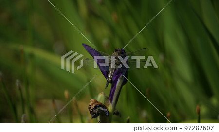 Yotsubo dragonfly perched on Japanese iris 97282607