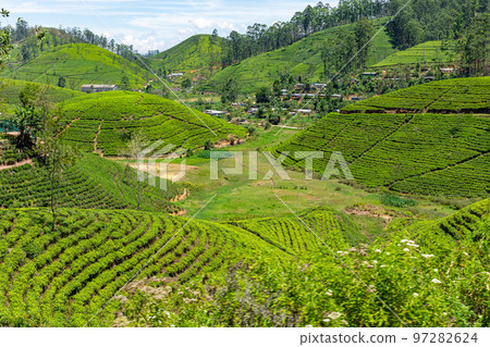 Sri Lanka Tea Plantation. Green Fields. Haputale, Sri Lanka. 97282624