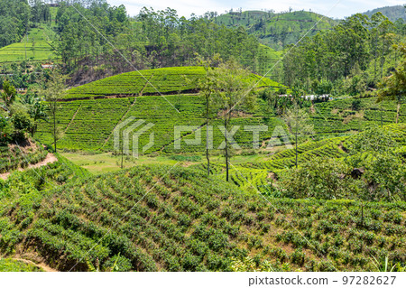 Sri Lanka Tea Plantation. Green Fields. Haputale, Sri Lanka. 97282627