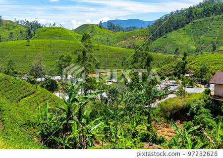 Sri Lanka Tea Plantation. Green Fields. Haputale, Sri Lanka. 97282628