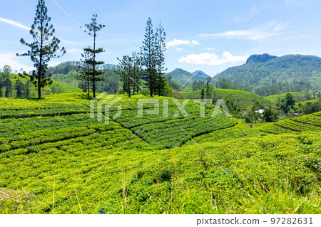 Sri Lanka Tea Plantation. Green Fields. Haputale, Sri Lanka. Sri Lanka Tea Plantation. Green Fields. Haputale, Sri Lanka. 97282631