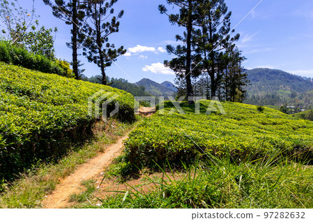 Sri Lanka Tea Plantation. Green Fields. Haputale, Sri Lanka. 97282632