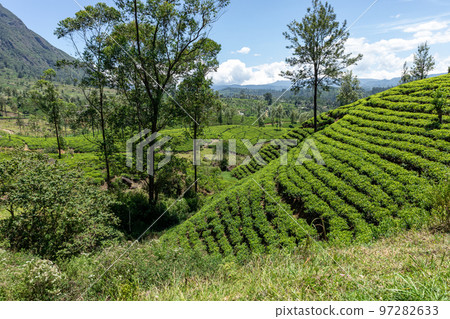 Sri Lanka Tea Plantation. Green Fields. Haputale, Sri Lanka. Sri Lanka Tea Plantation. Green Fields. Haputale, Sri Lanka. 97282633
