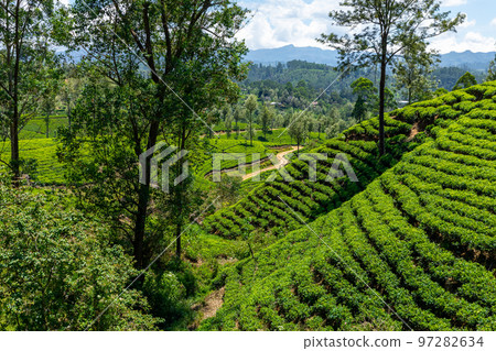 Sri Lanka Tea Plantation. Green Fields. Haputale, Sri Lanka. 97282634