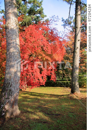 Autumn leaves of Kyoto Imperial Palace in the early morning of November 2020 Autumn leaves of Kyoto Imperial Palace in the early morning of November 2020 97284284