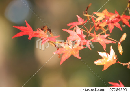 2020年11月清晨的京都御所秋葉 2020年11月清晨的京都御所秋葉 97284293