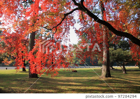 Autumn leaves of Kyoto Imperial Palace in the early morning of November 2020 Autumn leaves of Kyoto Imperial Palace in the early morning of November 2020 97284294