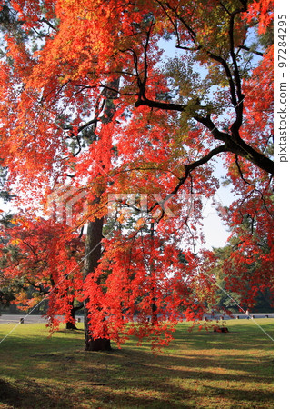 Autumn leaves of Kyoto Imperial Palace in the early morning of November 2020 97284295