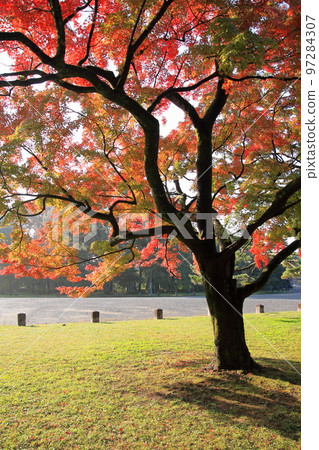 Autumn leaves of Kyoto Imperial Palace in the early morning of November 2020 97284307