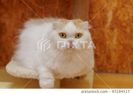 Scottish fold 97284517
