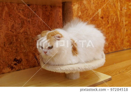 Scottish fold 97284518