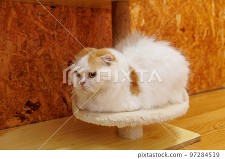 Scottish fold 97284519
