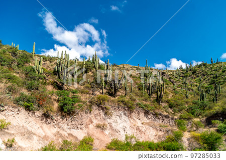 cacti by the road in the mountain landscape of South America cacti by the road in the mountain landscape of South America 97285033