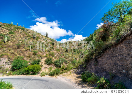 cacti by the road in the mountain landscape of South America 97285034