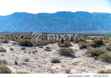 Cacti in the mountain landscape of South America Cacti in the mountain landscape of South America 97285050