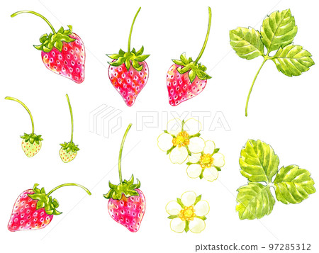 Spring red strawberry watercolor one point set 97285312