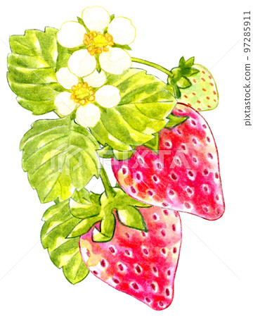Spring red strawberry watercolor one point 97285911