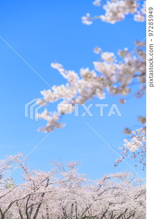 一排盛開的吉野櫻花樹和藍天 一排盛開的吉野櫻花樹和藍天 97285949