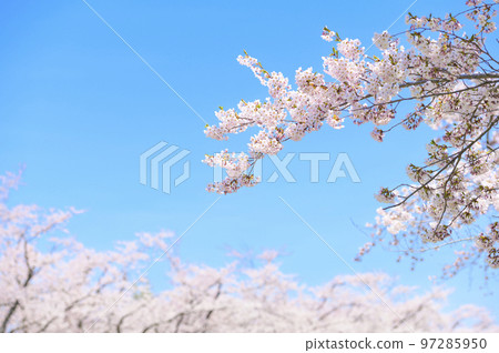 一排盛開的吉野櫻花樹和藍天 一排盛開的吉野櫻花樹和藍天 97285950