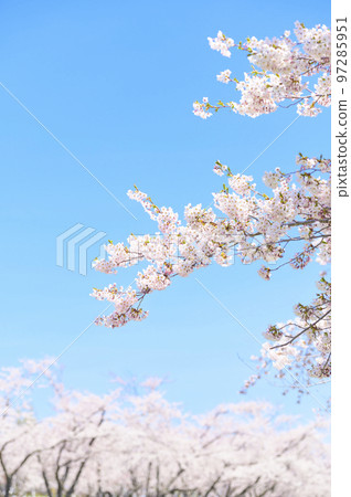 一排盛開的吉野櫻花樹和藍天 一排盛開的吉野櫻花樹和藍天 97285951