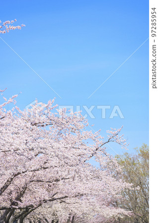 一排盛開的吉野櫻花樹和藍天 97285954