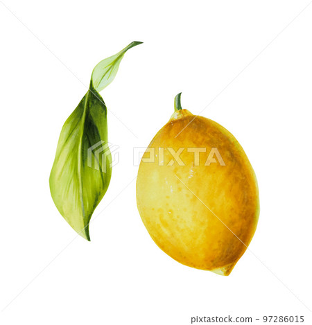 Watercolor fresh ripe lemon with bright green leaves and flowers. Hand drawn citrus painting on white background. For designers, postcards, party Invitations, wrapping paper, covers. For posters and 97286015