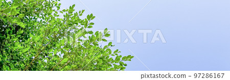 Tree leaves on blue sky background with copy space concept for greeting welcoming and invitation card for new year 2023  97286167