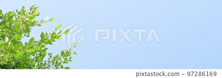 Tree leaves on blue sky background with copy space concept for greeting welcoming and invitation card for new year 2023 Tree leaves on blue sky background with copy space concept for greeting welcoming and invitation card for new year 2023 97286169