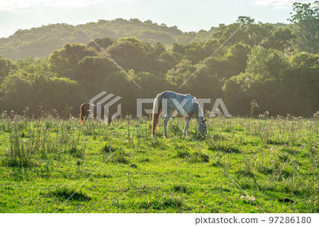 horses in nature at sunrise horses in nature at sunrise 97286180