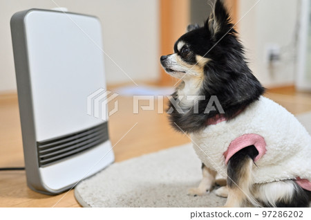 A chihuahua wearing a handmade sweater that warms you up by sitting in front of a ceramic heater 97286202