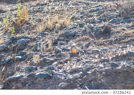 owl athene cunicularia in the wild of South America owl athene cunicularia in the wild of South America 97286242