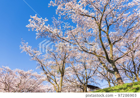 Cherry tree in full bloom  97286903