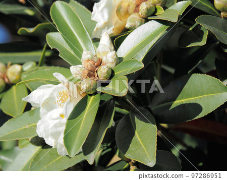 Taiwan camellia buds and flowers Taiwan camellia buds and flowers 97286951