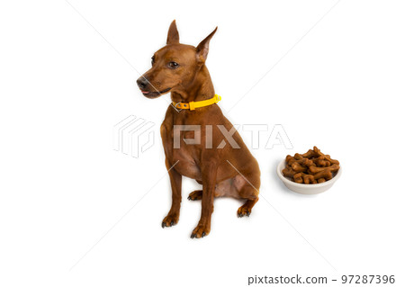 Miniature brown pinscher. A bowl of dog food. White studio background. 97287396